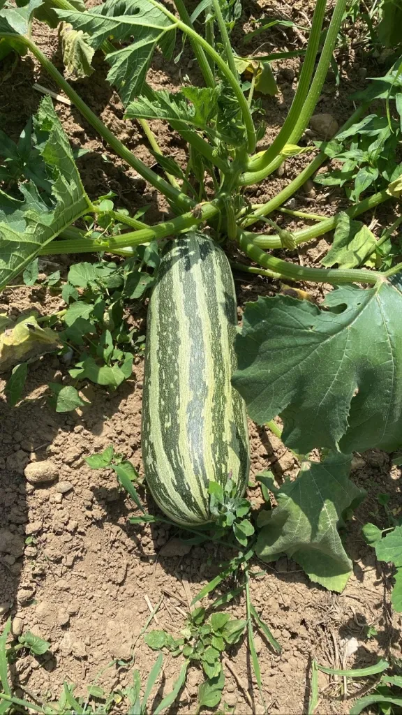 COMMENT L&rsquo;AUBERGE DE LA SOURCE INNOVE AVEC DES MENUS LOCAUX ET DURABLES